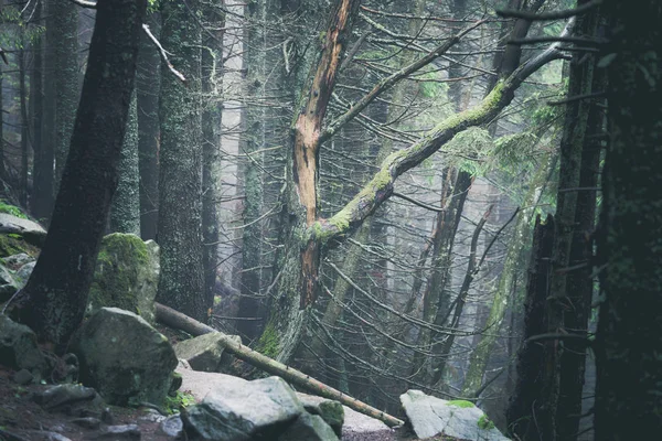 Trilhas pedregosas trilha no nevoeiro nebuloso bosque nebuloso — Fotografia de Stock