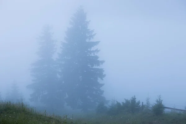 Paysage accidenté avec forêt de montagne de sapins. Vue panoramique — Photo