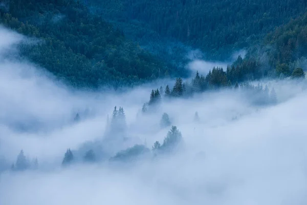 Zamlžená krajina s jedle horského lesa. Panoramatický pohled — Stock fotografie
