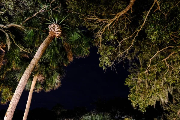 Palm trees under the stars. Night tropical beach view — Stock Photo, Image