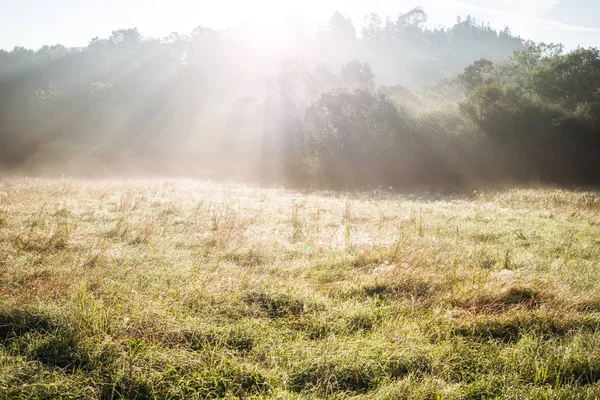 Hermoso paisaje panorámico con sol y bosque y prado al amanecer. rayos de sol brillan a través de árboles . — Foto de Stock