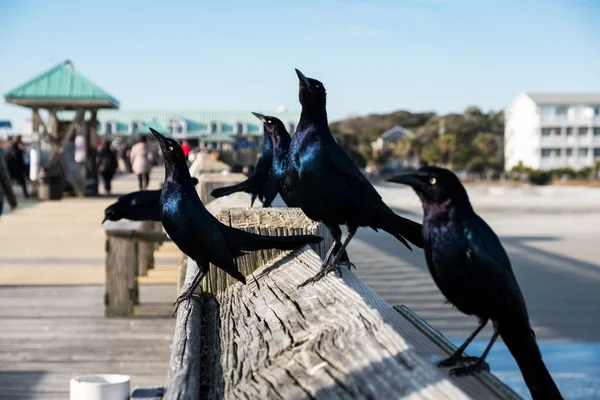 Photo rapprochée de brasseurs oiseaux noirs assis sur une jetée en bois — Photo