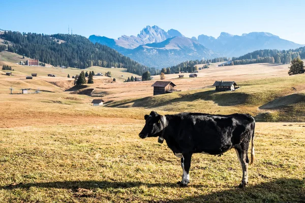Vaca na grama verde pasto prado alpino no dia ensolarado — Fotografia de Stock