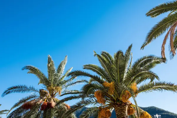 Letní přírodní zátiší. Kokosová palmy s modrou oblohou — Stock fotografie