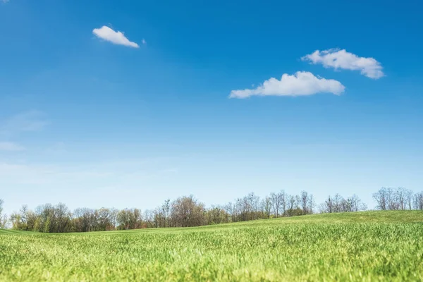 Yaz güneşli bir günde bir çim alanı panoramik görünümü — Stok fotoğraf