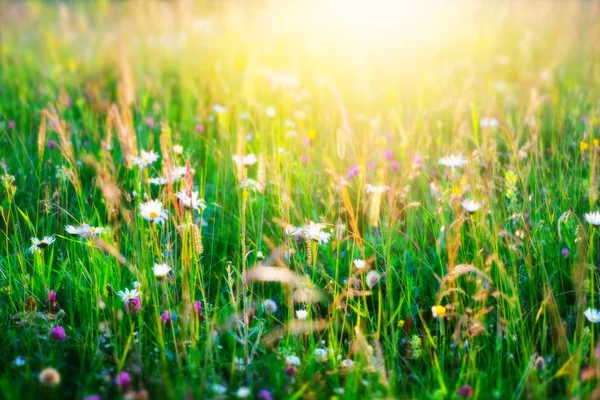 Beautiful summer background. Meadow with a flower of camomiles. — Stock Photo, Image