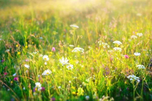 Hermoso fondo de verano. Prado con una flor de manzanillas . — Foto de Stock