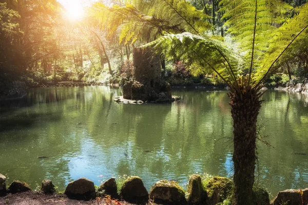 夏季阳光明媚的热带花园、池塘和植物 — 图库照片
