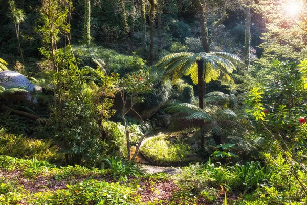 Hermoso jardín tropical en el soleado día de verano. Fondo natural del parque floral —  Fotos de Stock