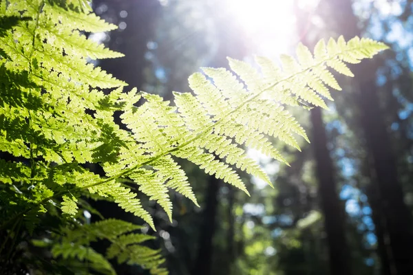 Cespuglio di felce sullo sfondo di luce solare attraverso foglie e alberi — Foto Stock
