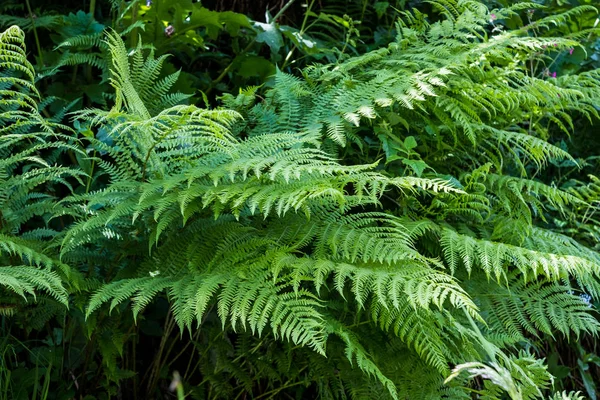 Foglia verde scuro nella giungla tropicale sfondo naturale — Foto Stock