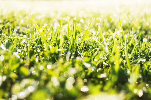 Frisches Gras mit Morgentautropfen aus nächster Nähe. Hintergrund Sommerwiese — Stockfoto