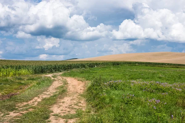 Pusté venkovské silnice přes pole s pšenicí a zelenou trávou — Stock fotografie