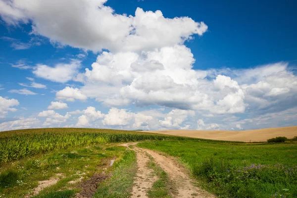 Route de campagne vierge à travers les champs avec du blé et de l'herbe verte — Photo