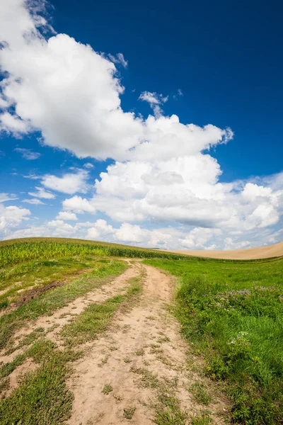 Buğday ve yeşil çim ile tarlalar ile boş kırsal yol — Stok fotoğraf