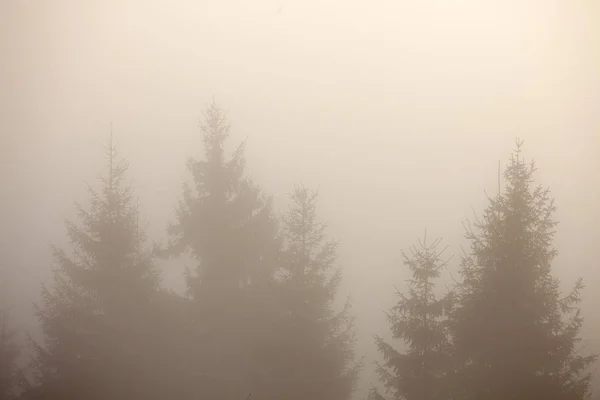 Silhouette de forêt de sapin sur les collines de montagne brumeuses. Sunrise tonification des couleurs chaudes . — Photo