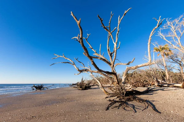 Botany Bay beach, Edisto Island, Jižní Karolína, Usa — Stock fotografie