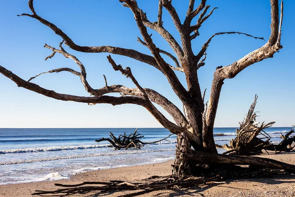 Пляж Botany Bay, остров Эдисто, Южная Каролина, США — стоковое фото