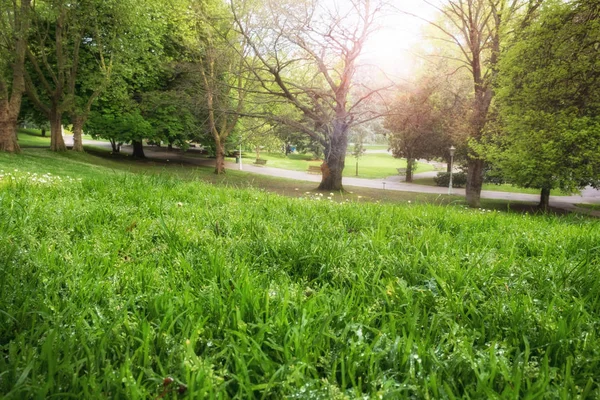 Słońce w zielonym parku miejskim. Wiosna czas krajobraz parku przyrody — Zdjęcie stockowe