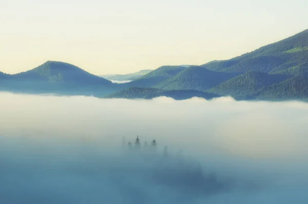 霧の多い霧の天気で山の丘の上の妖精の森。霧の中の緑の夏の森 — ストック写真