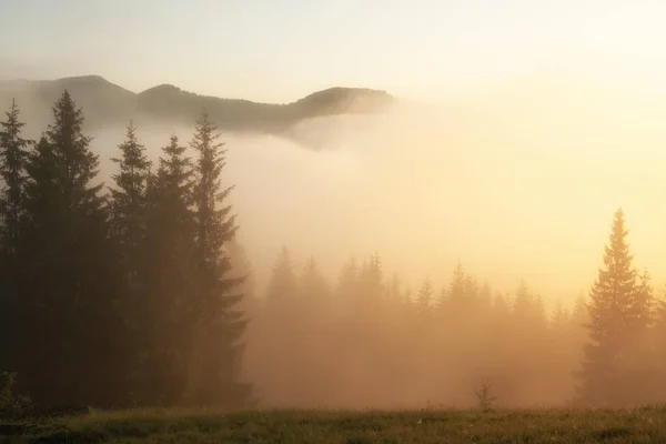Bosque de abeto en las colinas de montaña en el tiempo brumoso niebla. Bosque verde de verano en la niebla — Foto de Stock