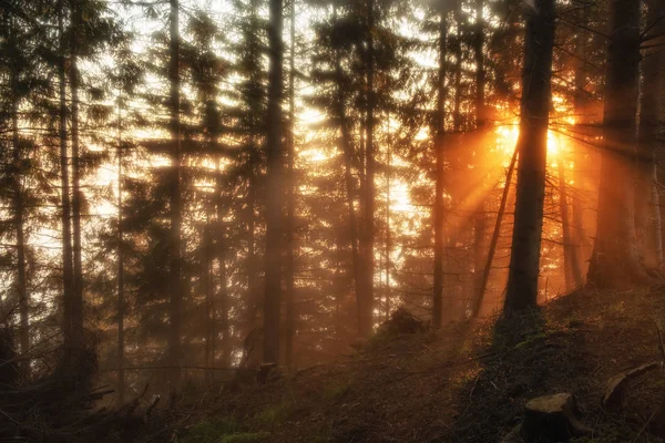 Gündoğumu ormanda sonbahar. Foggy sabah doğa ormanlık manzara — Stok fotoğraf