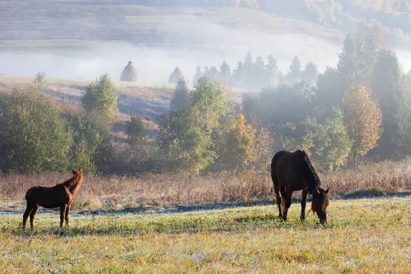 Krásné koně na pastvině v podzimních barevných horách po dešti. Karpatské hory — Stock fotografie