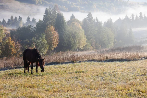 秋天五彩缤纷的山上,美丽的马在草原上,雨后.喀尔巴阡山脉 — 图库照片