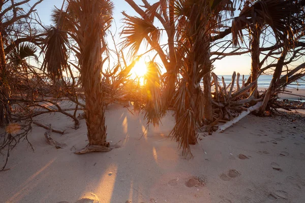 Tropische Strandlandschaft mit Kokospalmen am sonnigen Morgen. Florida, Vereinigte Staaten — Stockfoto