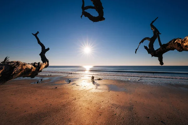 Samotne drzewo w sunrise. Botany Bay beach, Edisto Island, South Carolina, Stany Zjednoczone Ameryki — Zdjęcie stockowe