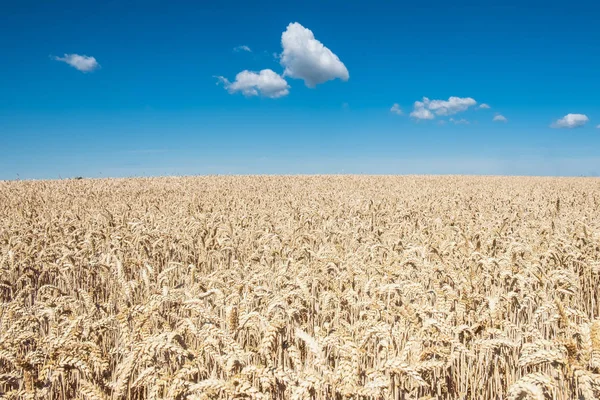 Campo de trigo dourado com céu azul no fundo — Fotografia de Stock