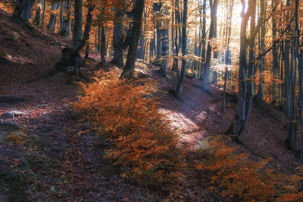 Podzimní lesní příroda. Živé ráno v pestrobarevném lese se slunečními paprsky mezi větvemi stromů. Krajina přírody se slunečním světlem — Stock fotografie