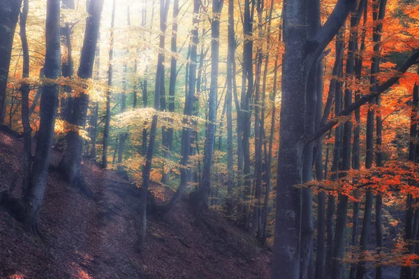 Herfst bos natuur. Levendige ochtend in kleurrijk bos met zonnestralen door takken van bomen. Landschap van de natuur met zonlicht — Stockfoto