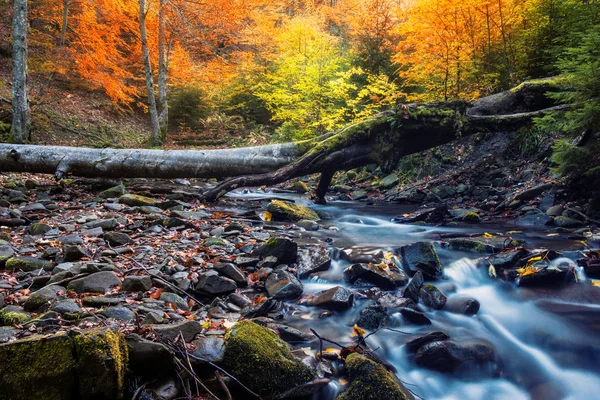 Piccolo fiume in una foresta in una giornata autunnale — Foto Stock