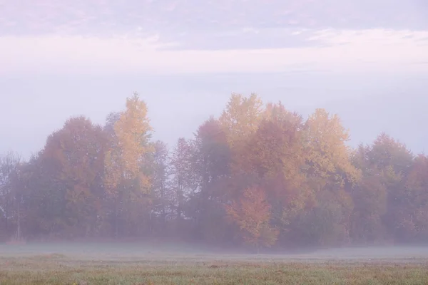 Landschaft in den Bergen am Morgen. grasbewachsene ländliche Hänge mit Feldern und Bäumen im Herbstlaub. schöne Herbstkulisse mit Nebel im Tal. — Stockfoto