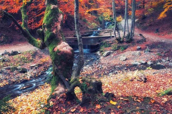 Μικρό ποτάμι σε ένα δάσος σε μια φθινοπωρινή μέρα — Φωτογραφία Αρχείου