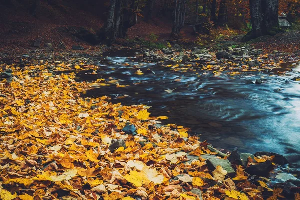 Small river in a forest on a autumnal day — Stock Photo, Image