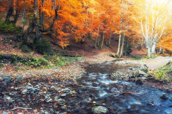 Μικρό ποτάμι σε ένα δάσος σε μια φθινοπωρινή μέρα — Φωτογραφία Αρχείου