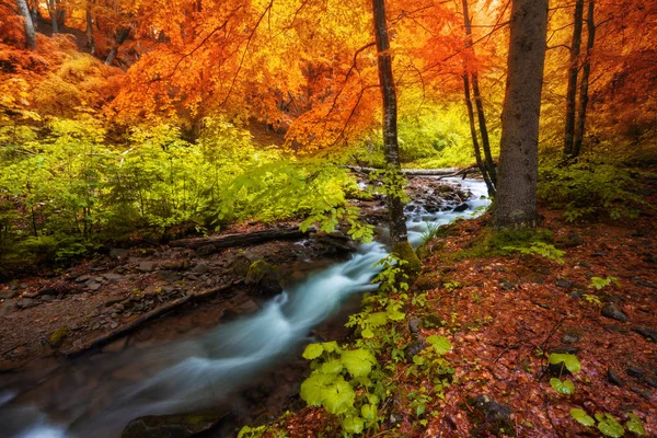 Pequeño río en un bosque en un día otoñal — Foto de Stock