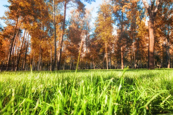 Outono, queda paisagem com uma árvore cheia de colorido, caindo lea — Fotografia de Stock