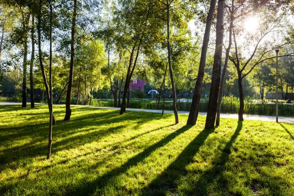 Parque verde con césped y árboles en una ciudad en la mañana de verano —  Fotos de Stock