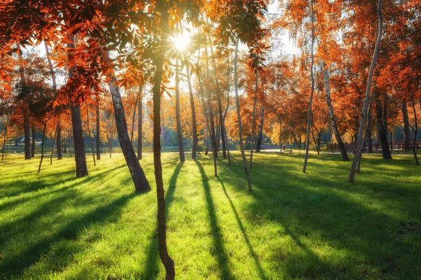 Árvore amarela e vermelha iluminada do outono em um parque da cidade — Fotografia de Stock
