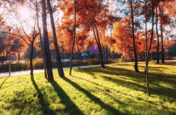도시 공원에서 햇빛이 들어오는 노란색과 빨간색 가을 나무 — 스톡 사진
