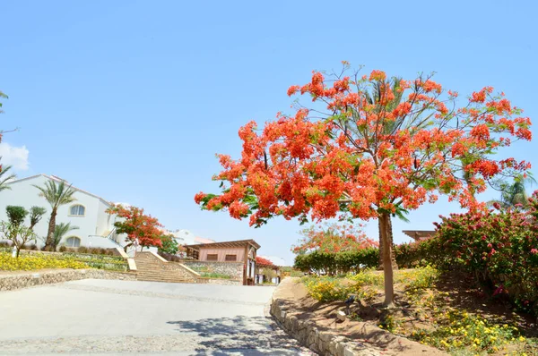 Gyönyörű Táj Növényzet Delonix Királyi Piros Virágzó Virágok Pálmafa Zöld — Stock Fotó