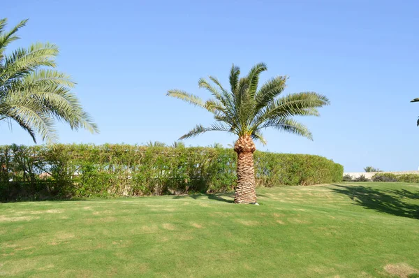 Landschap Van Een Prachtig Tropisch Warm Resort Met Hoge Palmen — Stockfoto