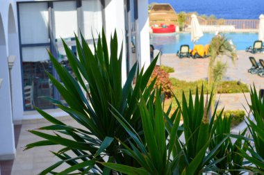 Güzel uzun keskin sıcak bir tropikal yaprak yeşil bir bitki plaj şemsiyeleri, bir havuz fonunda başvurmak ve Otelde şezlong güneş.