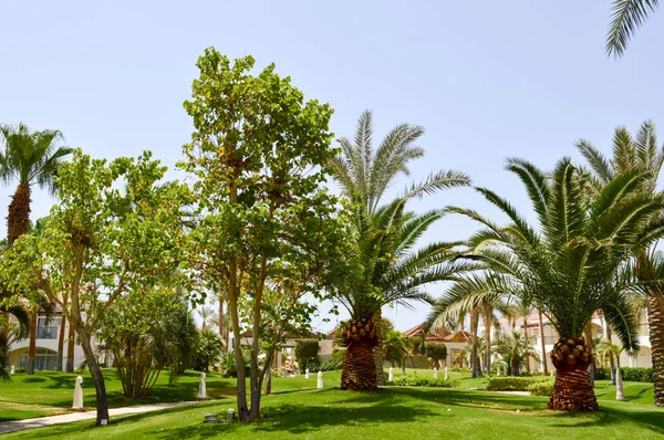 Yemyeşil güzel yeşil yüksek tropikal Güney palm ağaçlar uzun şort ve yemyeşil dalları ile ve yeşil çim bir arka plan karşı bırakır. Arka plan.