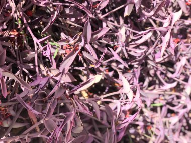 Mor yaprakları ile mor rheo bitkilerin doku. Arka plan.