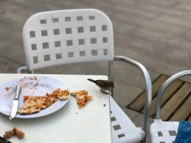 Bir serçenin aç kuşlar sokakta açık bir kafede bir ziyaretçinin plaka pizza yiyor.