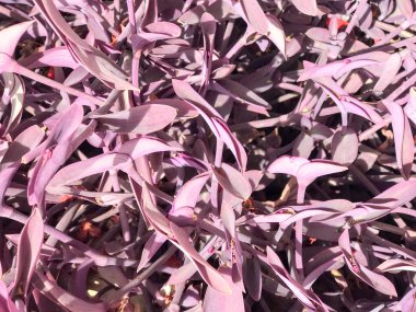 Güzel renkli mor benzersiz egzotik nadir taze parlak küçük çalı Mısır'daki bir bitkinin yapraklar doku. Arka plan.